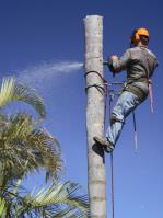 Vargas Tree Service image 1